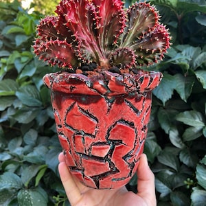 Op de afbeelding: Een levendige rode gekamde vetplant met gegolfde randen en kleine stekels, geplant in een gestructureerde, handgemaakte keramische pot met een gebarsten, mozaïekachtig glazuurpatroon in tinten van dieprood en donkerblauwgroen.