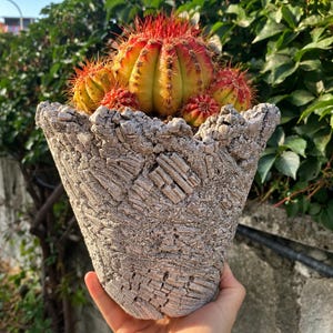 Puede incluir: Un grupo de cactus amarillos y rojos con espinas afiladas plantados en una maceta de cerámica gris con textura similar a la corteza. La maceta presenta una superficie rugosa e irregular con surcos profundos y un borde ancho y acampanado.