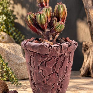 May include: A multi-stemmed cactus with green and reddish-brown vertical ribs planted in a dark maroon, textured ceramic pot. The pot features a deeply cracked, uneven surface finish and is filled with small, dark volcanic rock soil covering.