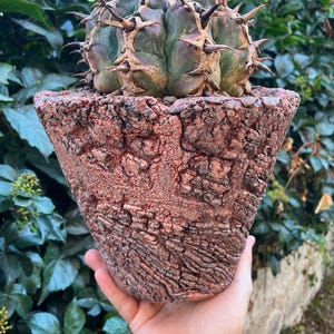 May include: A round, dark green cactus with sharp, pointed spines sits inside a textured, reddish-brown ceramic pot. The pot features a rough, bark-like surface with deep crevices and a weathered appearance, contrasting with the smooth, segmented cactus.