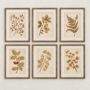 May include: A set of six framed wall art prints featuring botanical illustrations of various plants and trees, including rose hips, oak leaves with acorns, a fern, rowan berries, ginkgo leaves, and maple leaves, all set against a cream background.