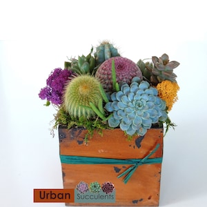 Cactus Arrangement Green Gift. image 3