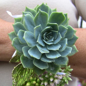 Large Succulent Corsage -Please leave a note at checkout with event date.