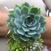 see more listings in the Corsages section