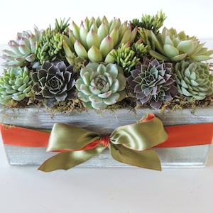 Succulent Arrangement- rectangle