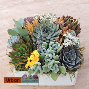 May include: A white square planter filled with a variety of succulents, including green, gray, and red varieties. The planter is sitting on a light brown surface. The text "Urban Succulents" is printed on the bottom of the image.