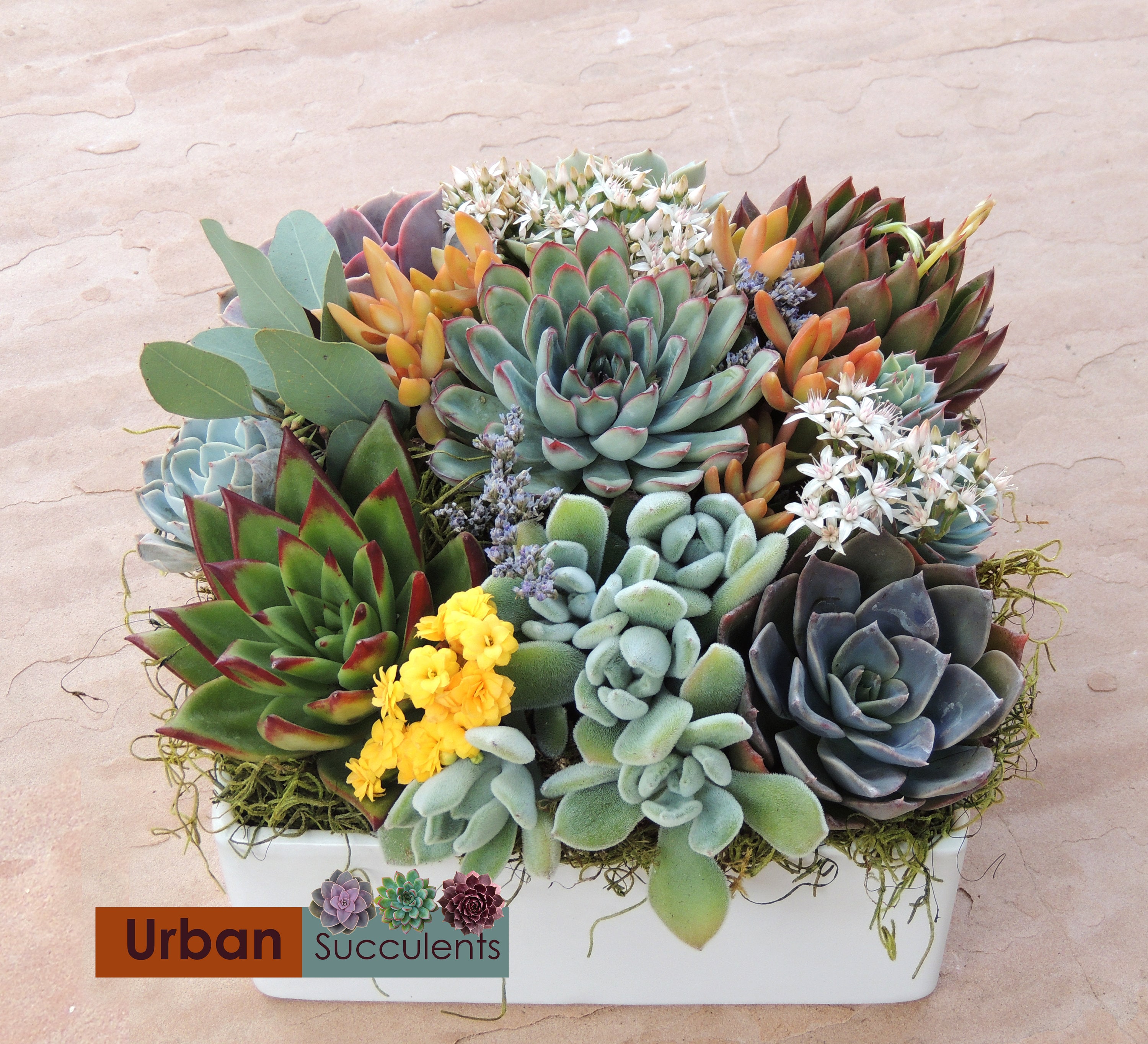 Succulent Arrangement in 8" X 8" Ceramic Container- Laura - Etsy