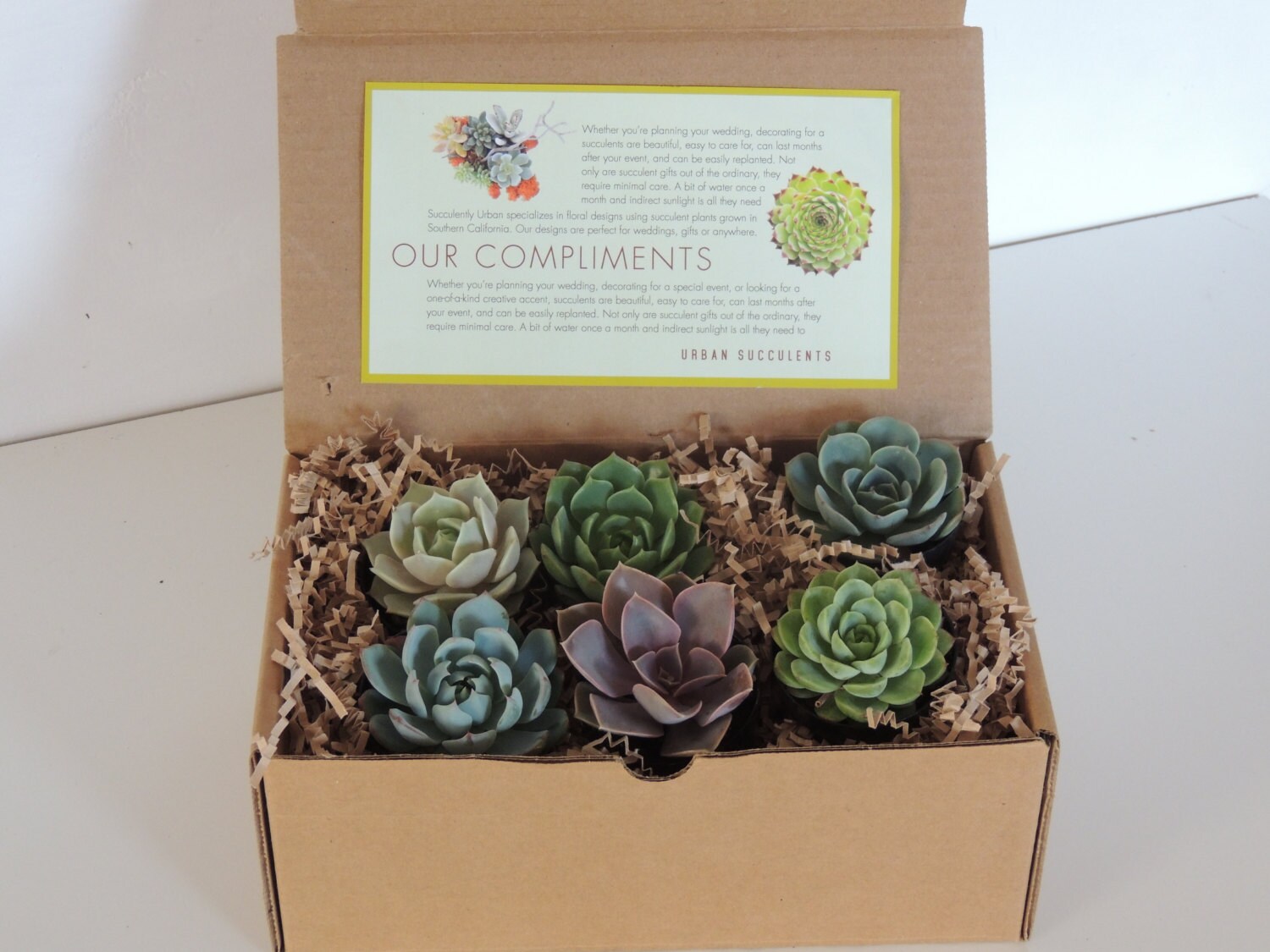 Succulent Gift box Etsy