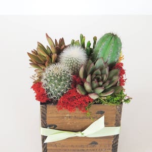 Cactus Arrangement Green Gift. image 4