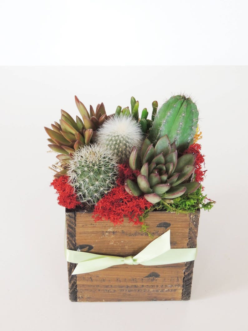 Cactus Arrangement Green Gift. image 4