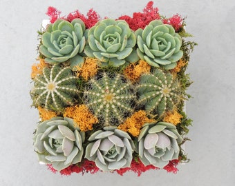 Cactus and Succulent Arrangement- cacti