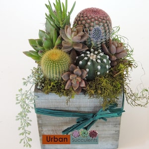 Cactus Arrangement Green Gift. image 1