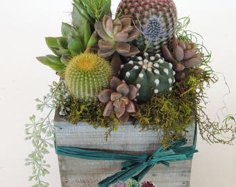 Cactus Arrangement- Green Gift.