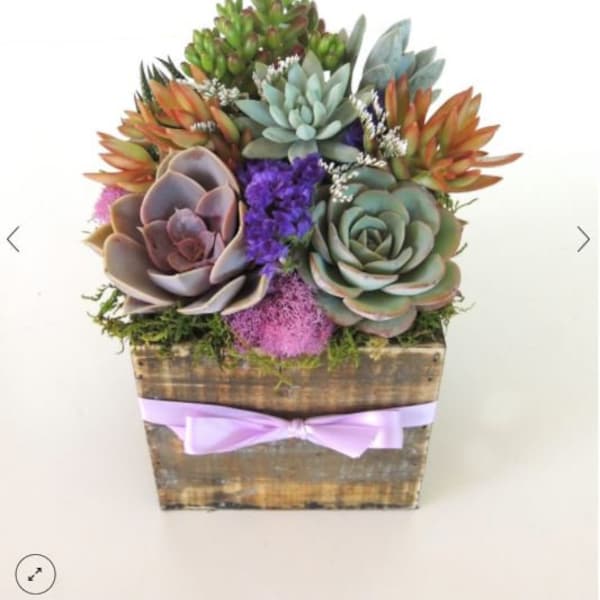 Succulent Arrangement- 5 x 5 wood box