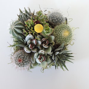 buying succulents online Haworthia Mutica (Window Haworthia) – Buy Cheap Succulents Online in I –  Frek main image 0