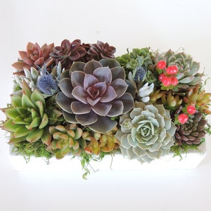 succulent arrangement in ceramic dish 12&quot; x 7&quot;
