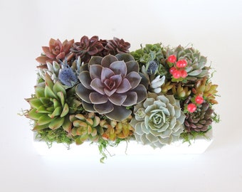 succulent arrangement in ceramic dish 12" x 7"