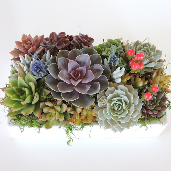 succulent arrangement in ceramic dish 12" x 7"