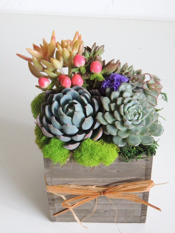 Box of Succulents | Etsy