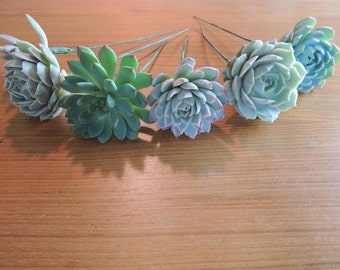 7 wired succulents