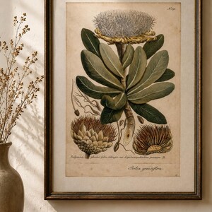 Könnte beinhalten: Ein gerahmter botanischer Druck mit einer Protea grandiflora-Illustration, die eine große zentrale Blüte, grüne Blätter und zwei kleinere Blütenköpfe an der Basis zeigt. Der Druck enthält den Text Solymas phalus foliis oblongis und Protea grandiflora.