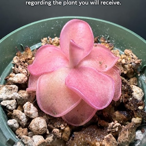 May include: A pink Pinguicula succulent plant with rounded, fleshy leaves arranged in a rosette, potted in a green plastic container with rocky soil. Text reads: This is not the plant you will receive. Please see description for details regarding the plant you will receive.