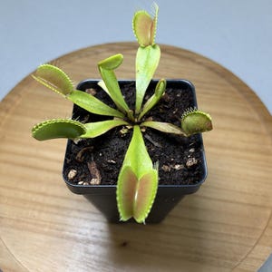 May include: A Venus flytrap plant with light green leaves and reddish-tinted traps featuring small, hair-like cilia along the edges. The plant is potted in a square black plastic container filled with dark, moist soil, viewed from directly above.