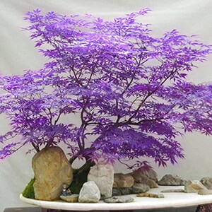 May include: A bonsai tree with vibrant purple, serrated leaves and dark, branching stems. The tree is planted in a shallow, oval-shaped container alongside several smooth, light-colored decorative rocks and patches of green moss at the base.