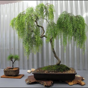 May include: A large weeping bonsai tree with vibrant green cascading foliage and a curved trunk, planted in a rectangular dark brown ceramic pot. Beside it sits a smaller, upright bonsai tree in a textured, oval-shaped stone-like container.