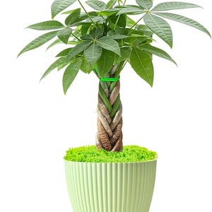 May include: A money tree plant with a braided brown trunk and green palm-like leaves, secured with a green tie. The plant is potted in a light green, vertically ribbed plastic pot with a matching saucer, topped with bright green moss.