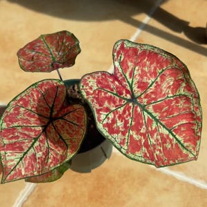 May include: A potted Caladium plant featuring three heart-shaped leaves with a vibrant pattern of deep red and light green variegation. The leaves display prominent dark green veins and are held by thin stems emerging from a small, simple container.