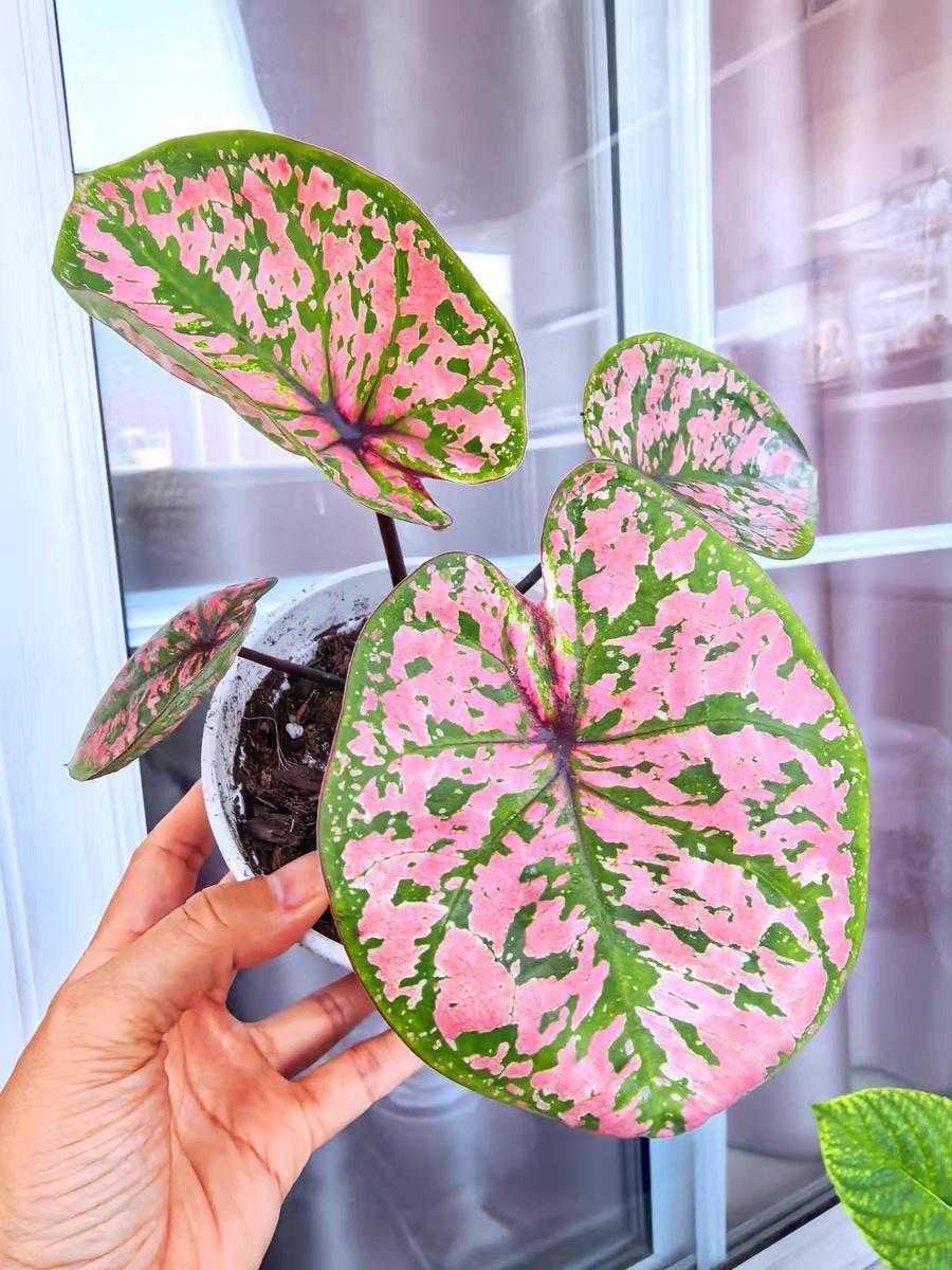 Caladium pink symphony - Etsy 日本