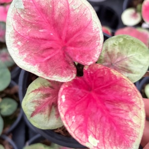 Peut inclure: Une plante Caladium aux feuilles en forme de cœur, dotées de centres rose vif et de bordures vert pâle. Le feuillage présente un réseau marqué de nervures rose foncé s'étendant sur la surface, avec de légères taches blanches sur les bords.