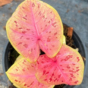 May include: A potted Caladium plant featuring heart-shaped leaves with a vibrant pink centre, darker red speckles, and a pale yellow-green border. The foliage displays a distinct vein pattern radiating from the centre of each leaf in a black plastic pot.