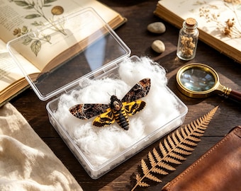 Präparat eines Totenkopfschwärmers, ausgebreitete Totenkopfschwärmer-Ausstellung, echte Schmetterlings- und Insektenkunst, gotische Insektendekoration, naturkundliches Geschenk