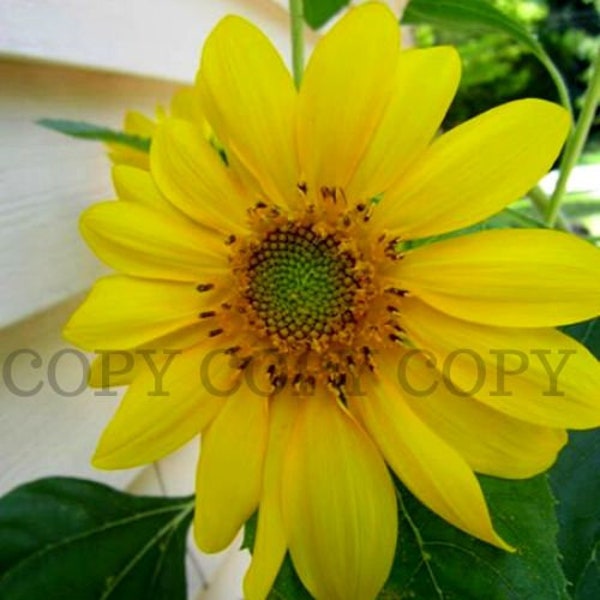 Sunflower in our  Garden, Digital Print, Home Decor, Digital Print, office decor, dorm decor, bathroom decor