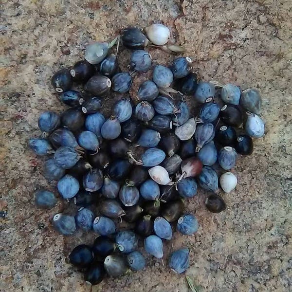 Job's Tears Beads,Job Tear Seeds,natural beads,coix lacryma jobi,Seed Beads,Rosary Beads,Organic,Native American,Natural Beads,Home Grown