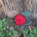 MADE TO ORDER-Crocheted Red Rose,Red Rose,Handmade Rose