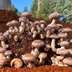 Shiitake Mushroom Growing Kit- FREE SHIPPING