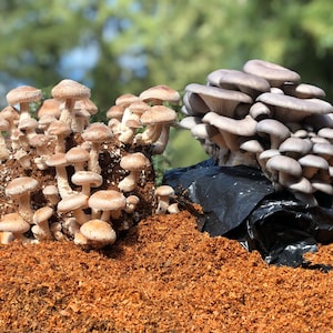 BUNDLE PRICING! Shiitake Mushroom And/Or Blue Oyster Mushroom Grow-at-Home Kit