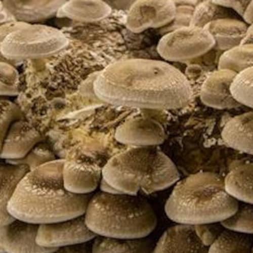 Shiitake Mushroom Growing Kit FREE SHIPPING Etsy