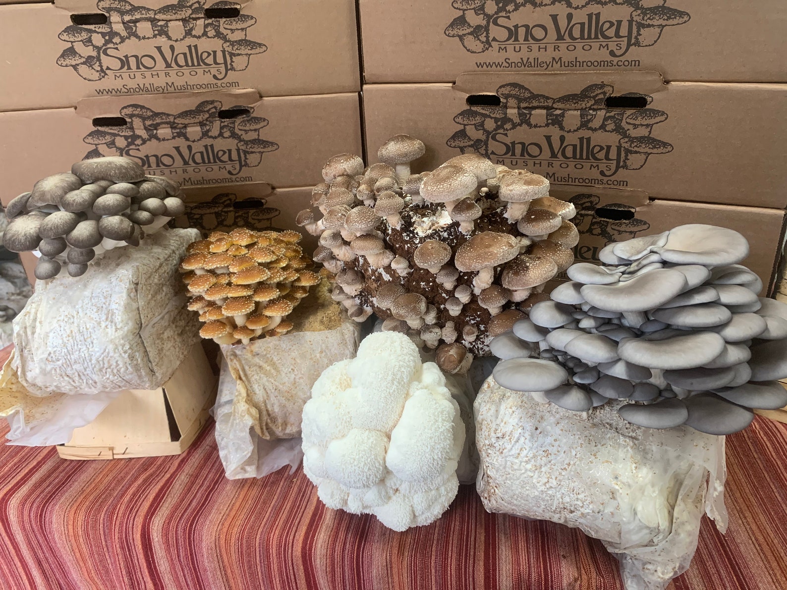 Shiitake Mushroom Growing Kit FREE SHIPPING Etsy