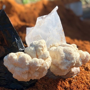 Lion's Mane Mushroom Growing Kit