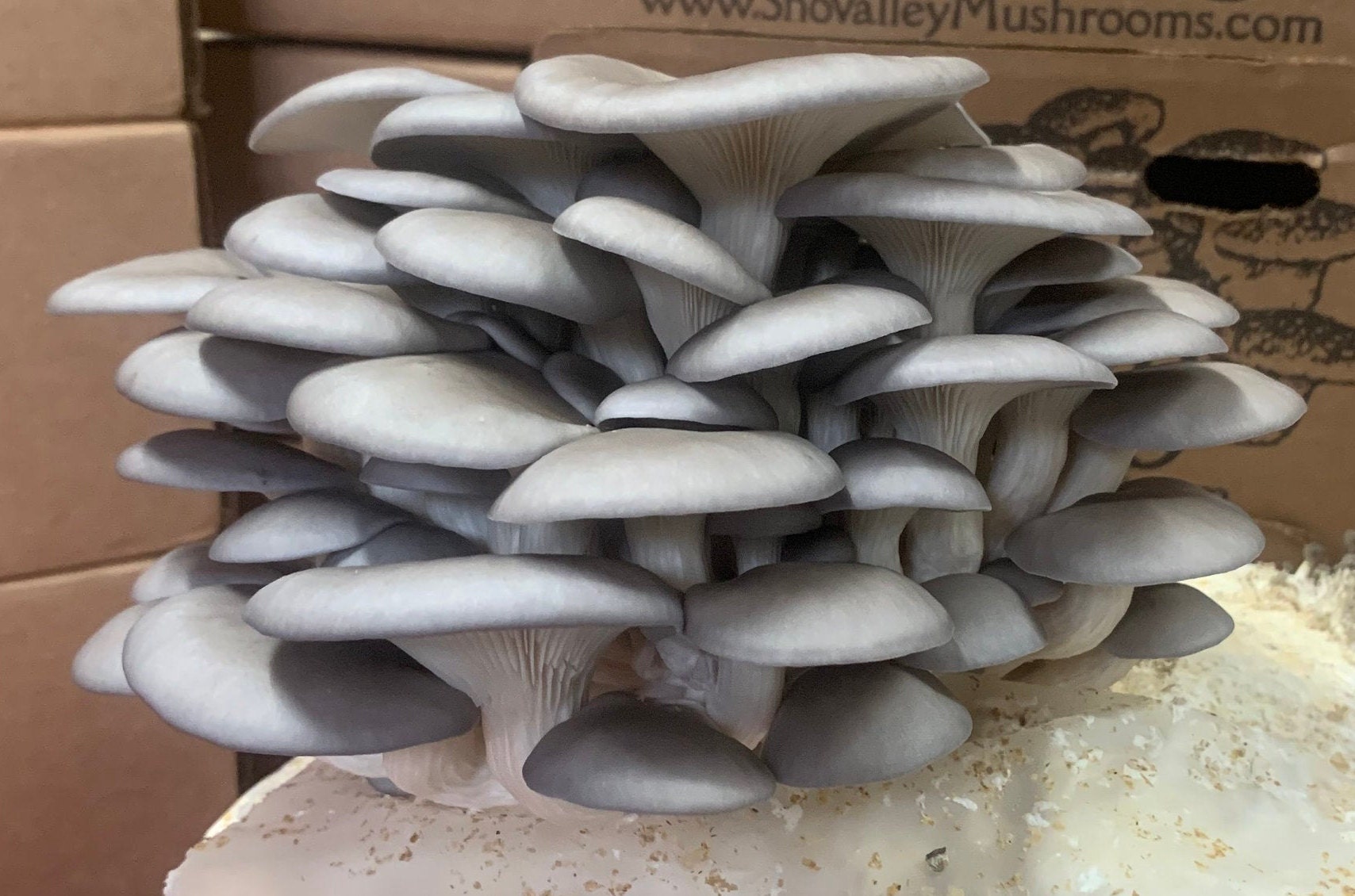 Blue Oyster Mushroom Growing Kit FREE SHIPPING Etsy
