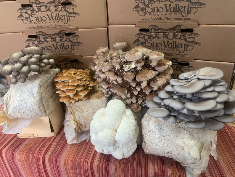 Lion's Mane Mushroom Growing Kit FREE SHIPPING Etsy