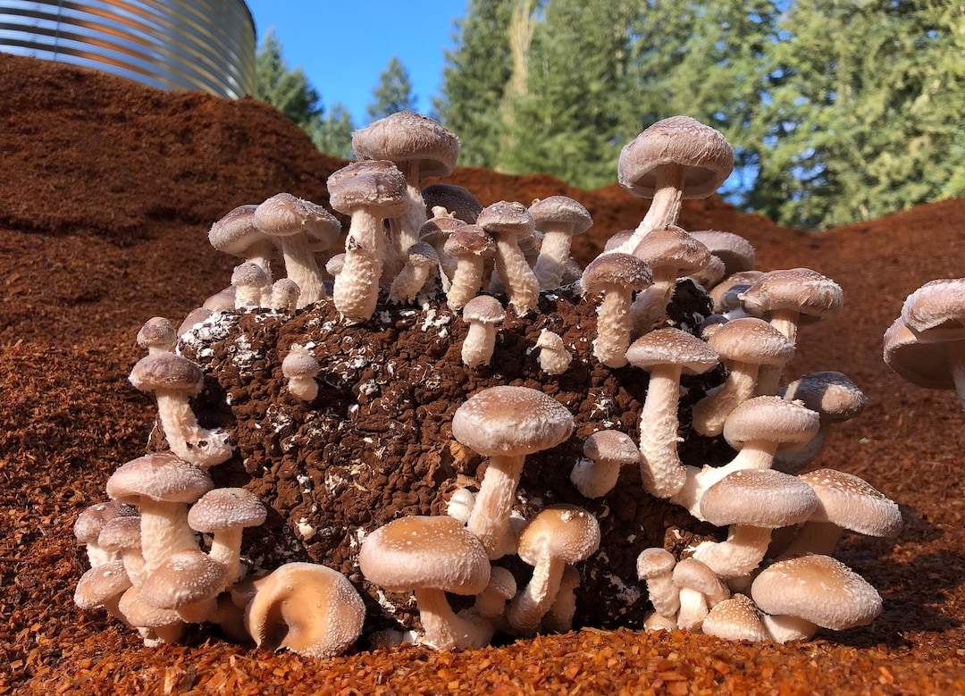 Shiitake Mushroom Growing Kit FREE SHIPPING Etsy