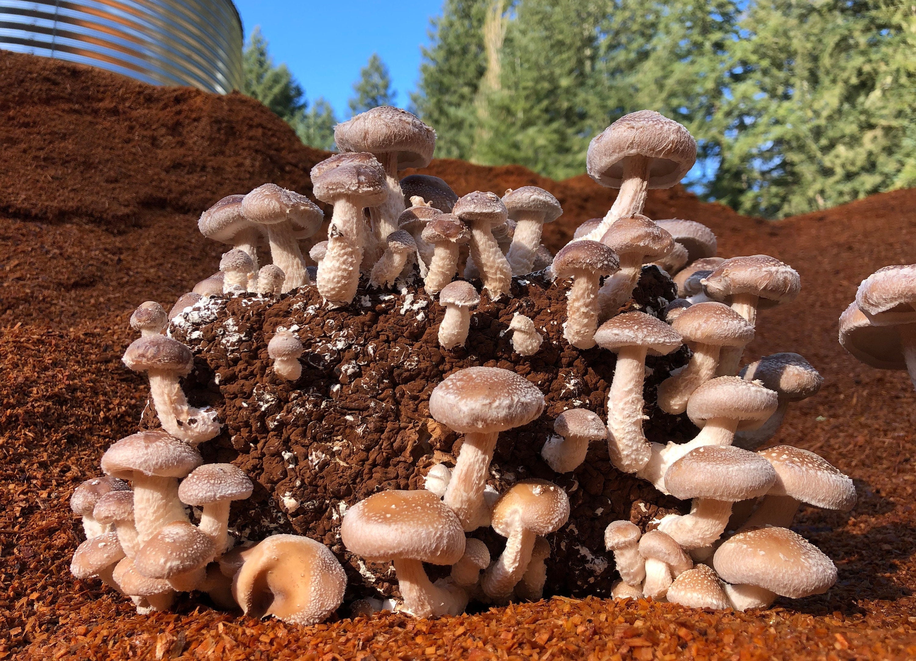 Fresh Organic Shiitake Mushrooms