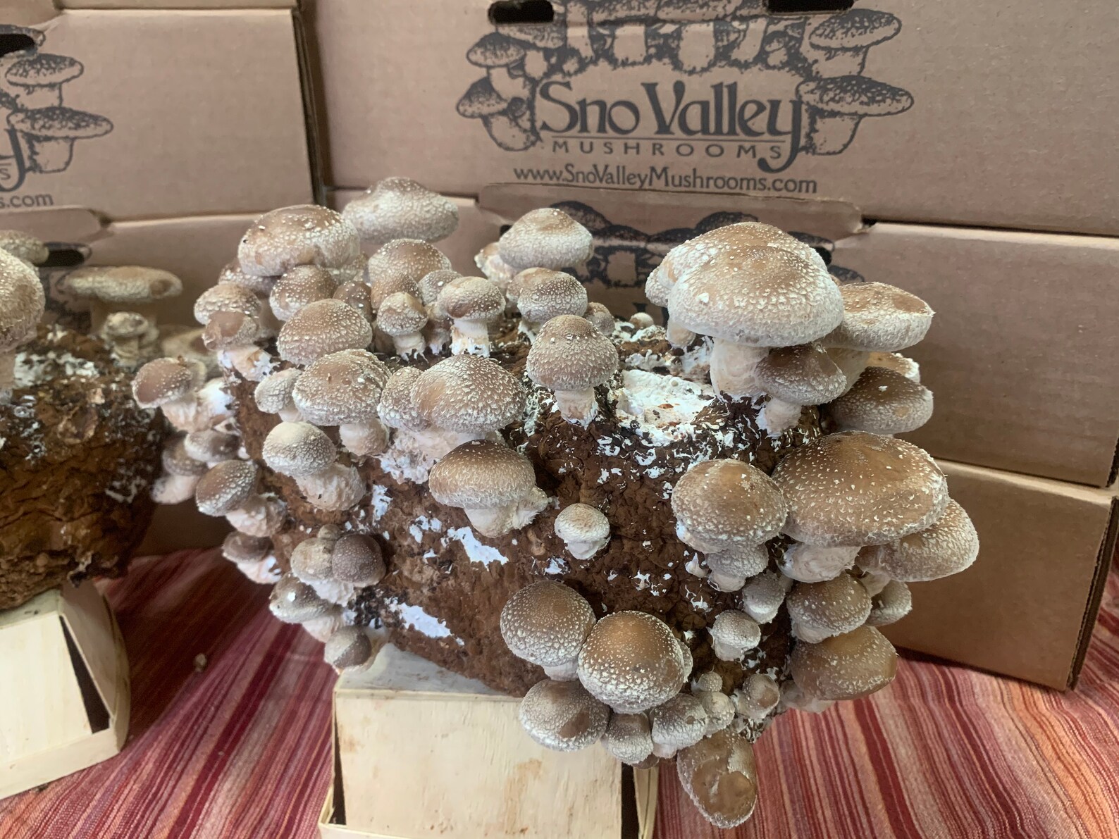 Shiitake Mushroom Growing Kit FREE SHIPPING Etsy