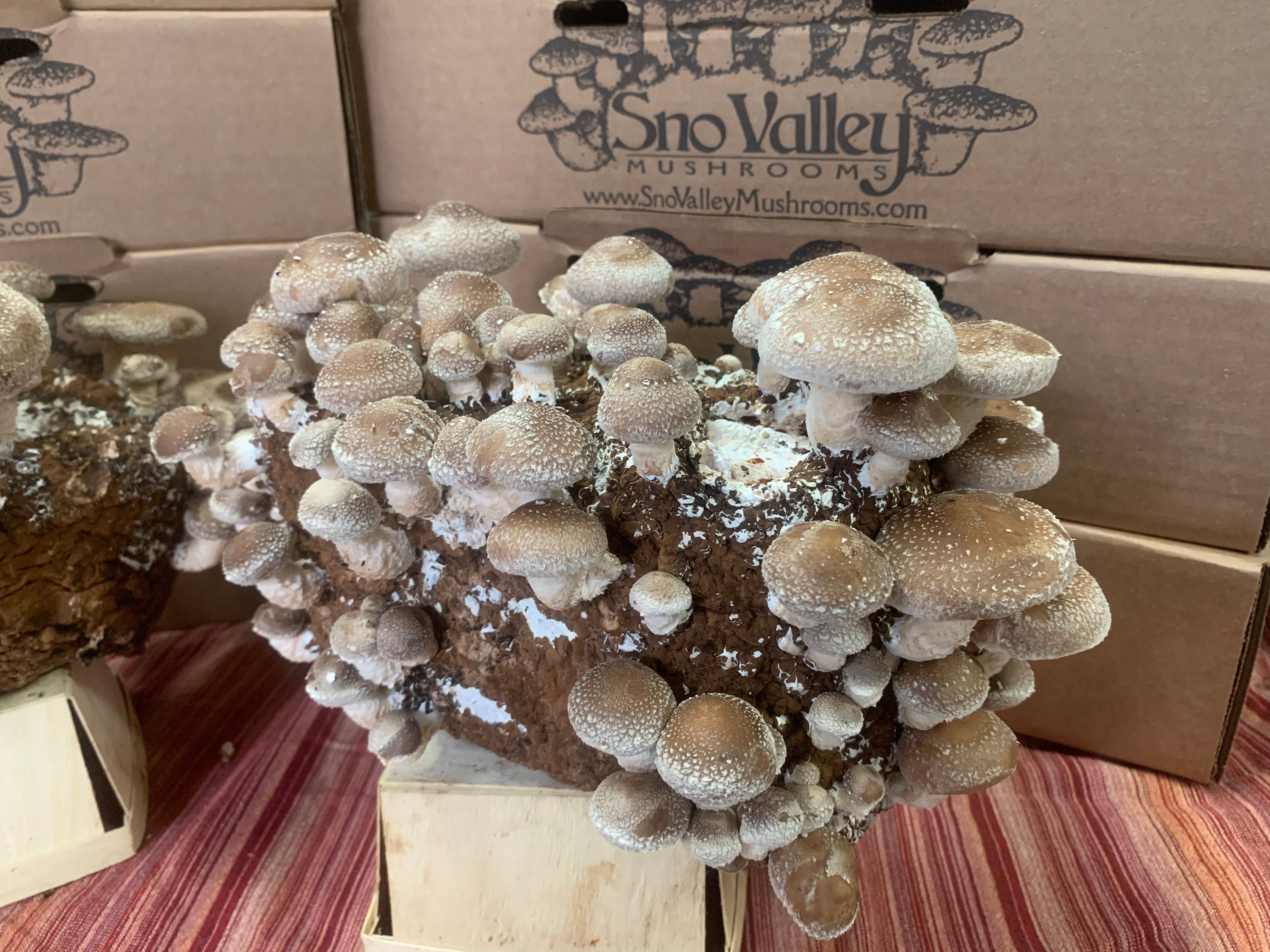 Shiitake Mushroom Growing Kit FREE SHIPPING Etsy