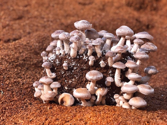 Kit de champignons pleurotes